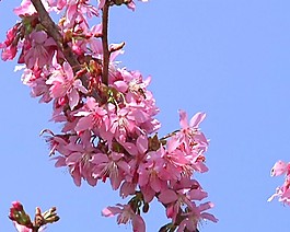視頻剪輯