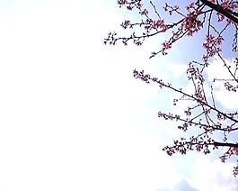 桃花绽放背景视频素材素材下载