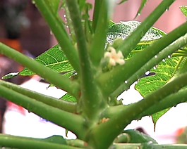 仙人掌背景視頻素材素材下載