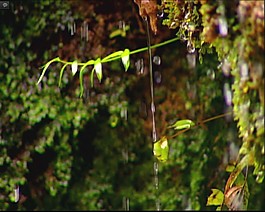 植物发芽生长视频素材素材下载