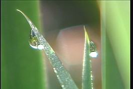 植物綠葉生長過程視頻模板下載
