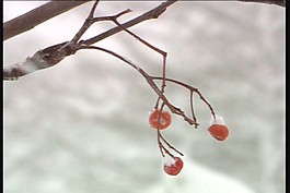 植物綠葉生長過程視頻