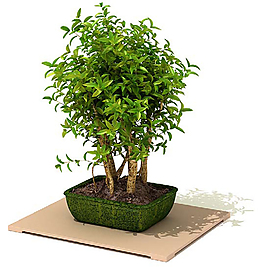 3d室內(nèi)裝飾綠色植物盆景盆栽模型