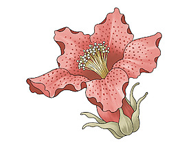 小花朵