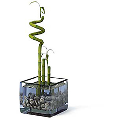 3D室內裝飾綠色植物盆栽模型