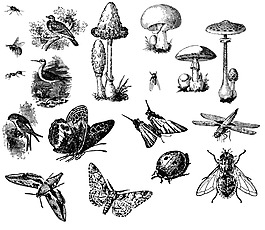 動植物素描矢量圖