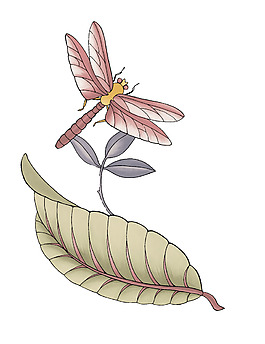 蜻蜓