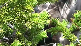 植物背景視頻素材素材下載