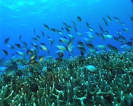 海洋生物素材下載