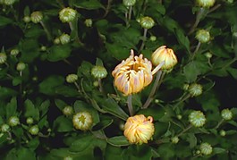 花瓣