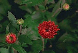 鮮花