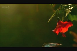 鮮花