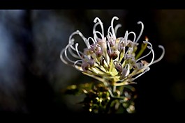美麗的鮮花模板下載