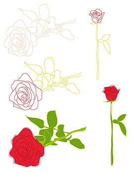 玫瑰花