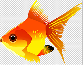 小金魚