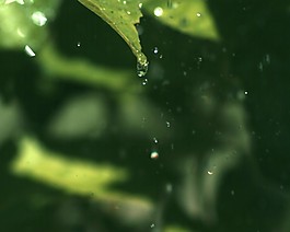 綠葉水滴素材下載