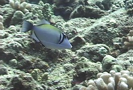 海洋生物素材下載