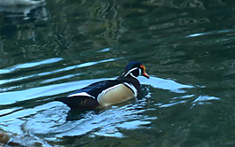 戲水的鳥(niǎo)