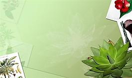 植物藝術(shù)照片背景ppt模板