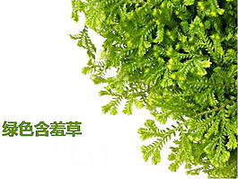 高清含羞草背景ppt模板