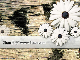 菊花PPT模板