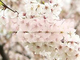 樱花背景ppt模板