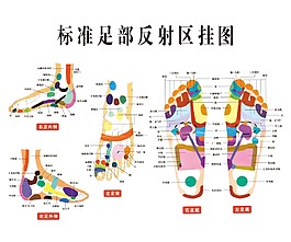 足部反射區(qū)掛圖