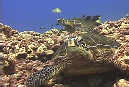 海洋生物