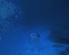 海洋生物模板下載