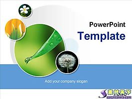 绿叶植物蒲公英PPT模板