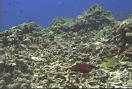 海洋生物素材下載
