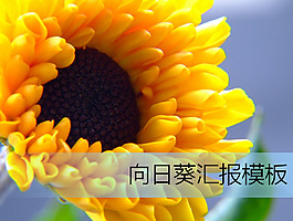 个人工作汇报ppt模板