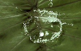 水滴落在樹葉上