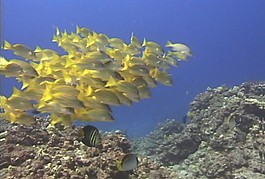 海底世界