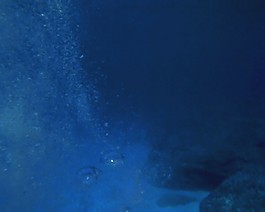 海底動(dòng)物