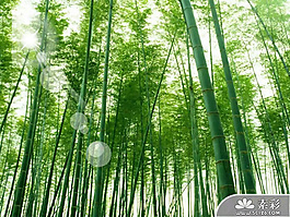 綠意竹林風(fēng)光PPT模板