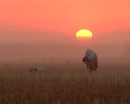 夕陽視頻素材素材下載