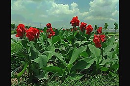 美麗的鮮花素材下載