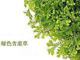 綠色草本含羞草PPT模板