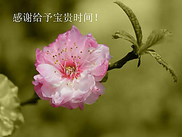 嬌艷春季鮮花PPT模板