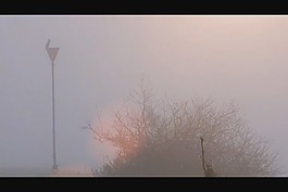 霧氣中的樹木