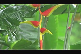 鮮花