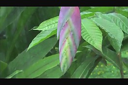美麗的鮮花模板下載