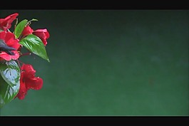 美麗的鮮花素材下載