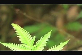 植物背景視頻素材素材下載