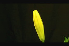 花瓣