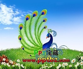 看菜鳥是如何變成鳳凰動態(tài)ppt模板
