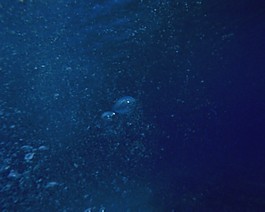 氣泡素材下載