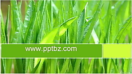 綠色稻秧ppt模板下載