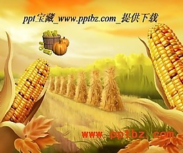 秋天收獲玉米ppt模板